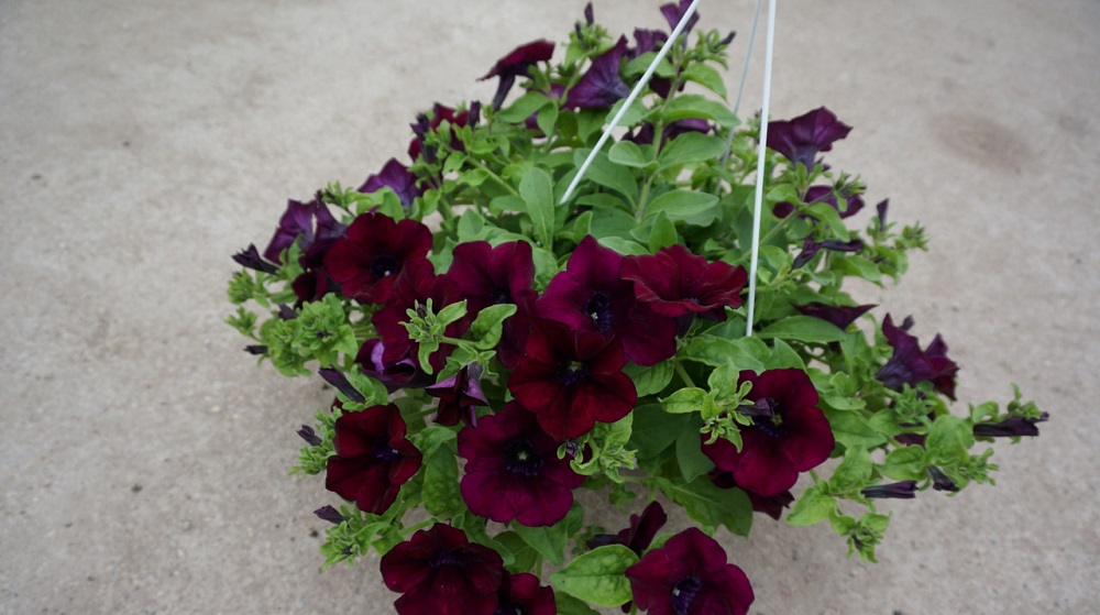 Бордовая сурфиния