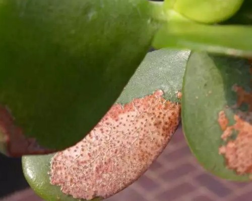 Болезни толстянки