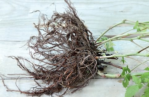 Физостегия