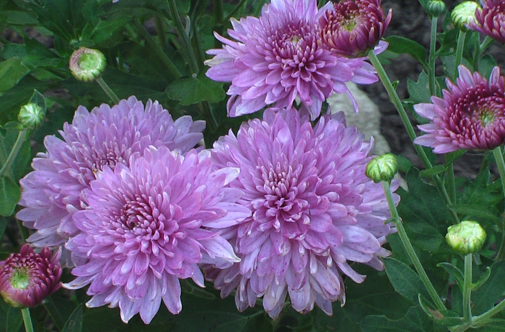 Хризантемы