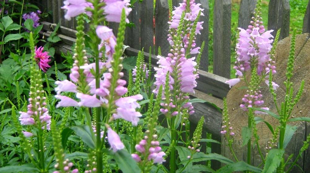 Физостегия