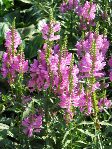 Физостегия