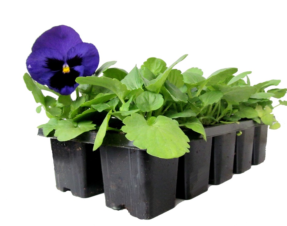 Анютины глазки