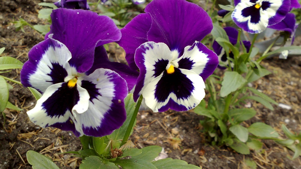 Анютины глазки