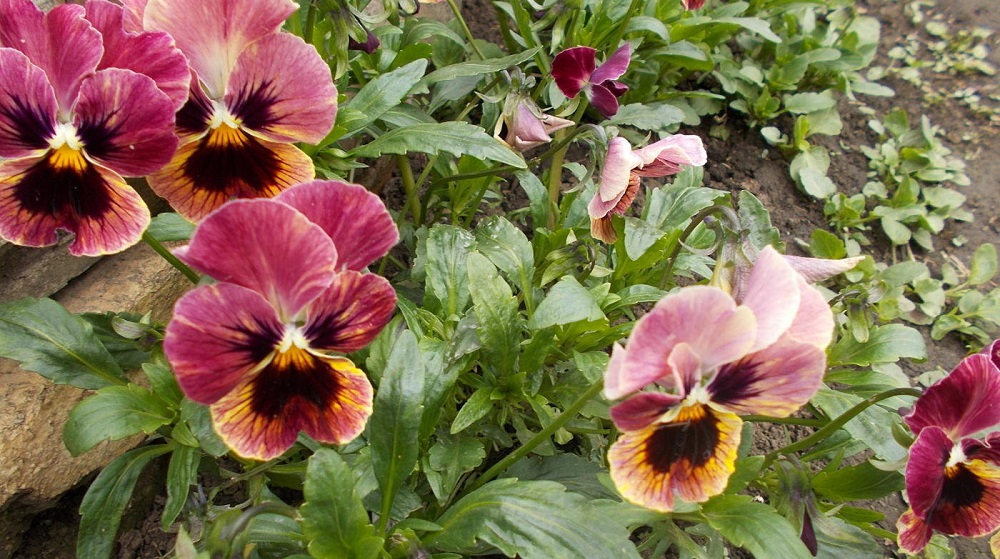 Анютины глазки