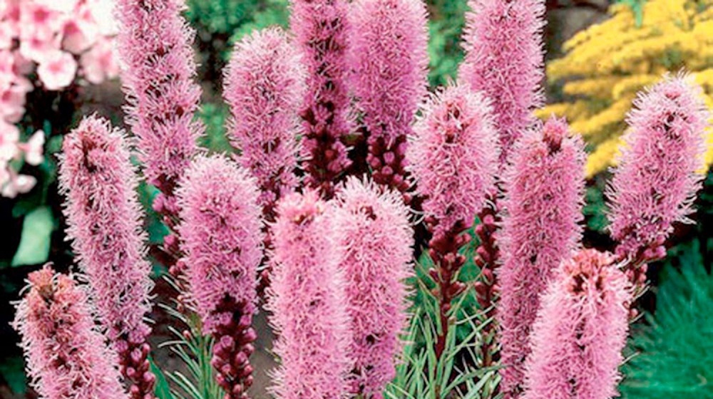 Лиатрис спиката