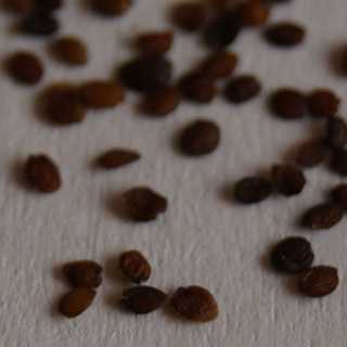 Семена арабиса