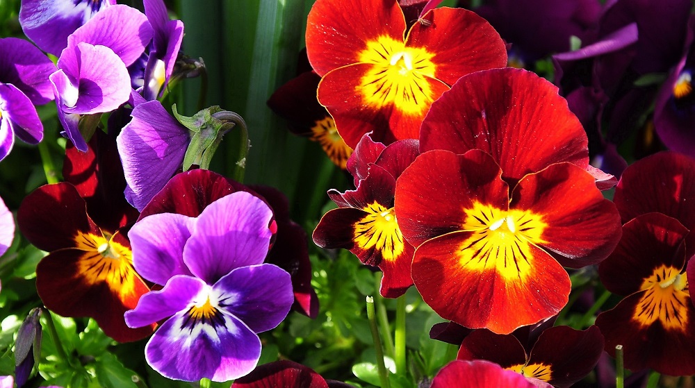 Анютины глазки