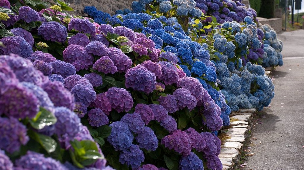 Цветущая гортензия