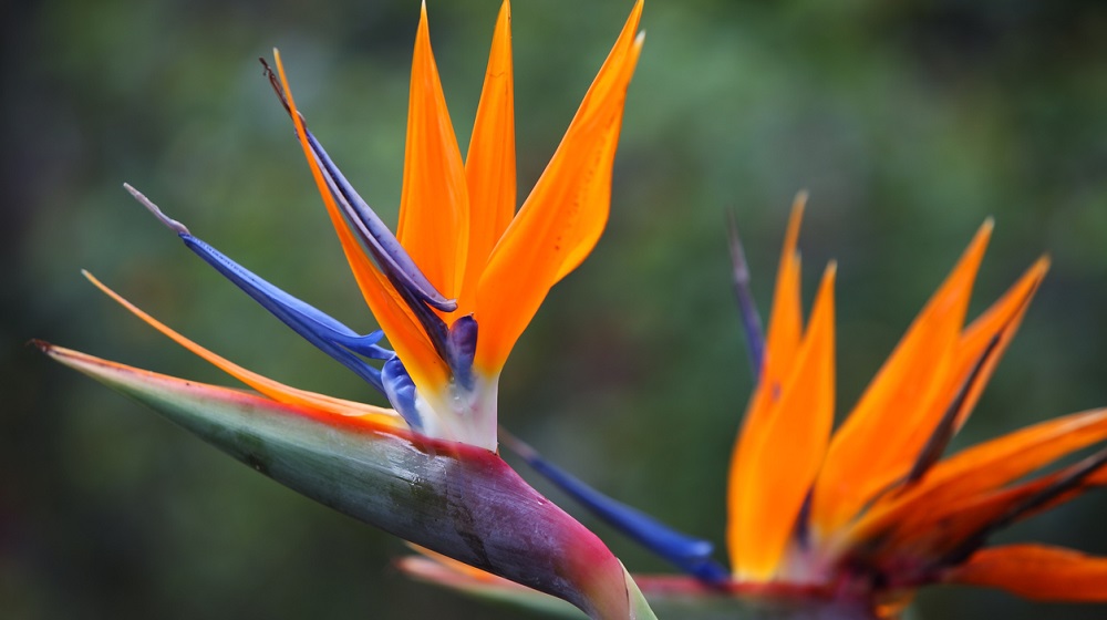 Цветки стрелиции