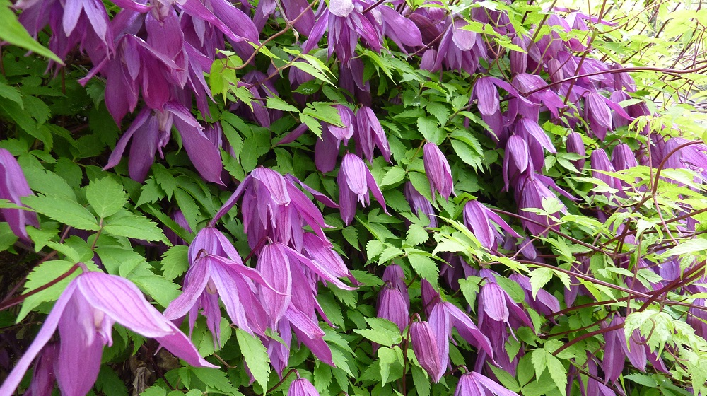 Клематис