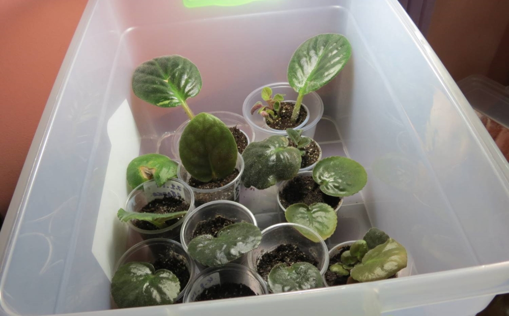 Листы фиалки