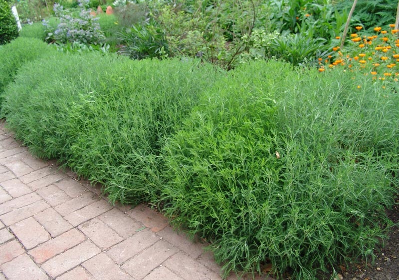 Божье дерево