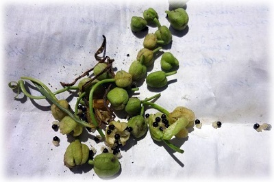 Хионодокса