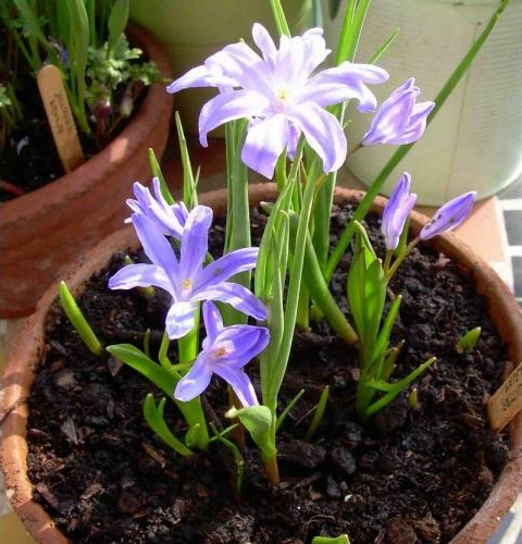 Хионодокса