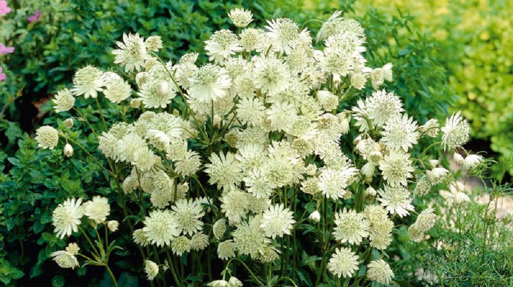 Астранция Alba