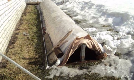 Укрытие хризантем