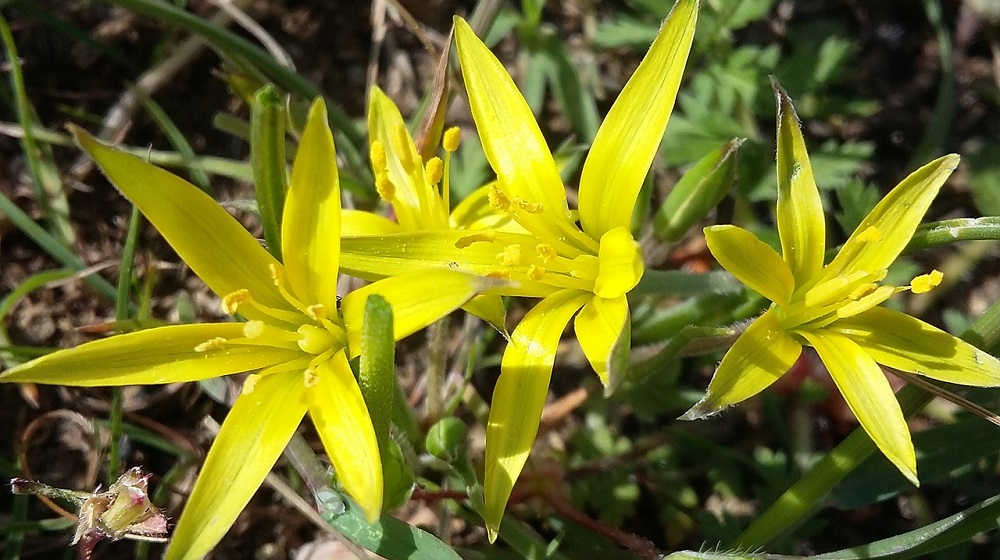 Гусиный лук