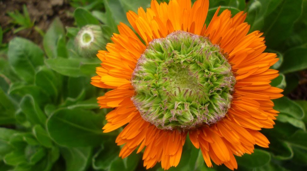 Календула Зеленое сердце