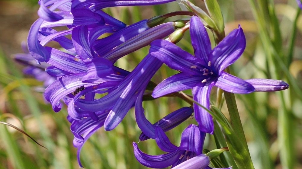 Иксиолирион татарский