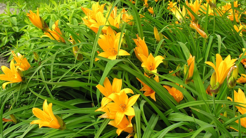 Лилейник желтый