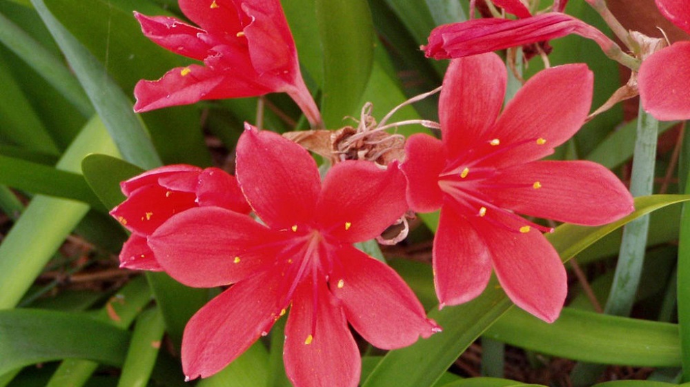 Валлота прекрасная