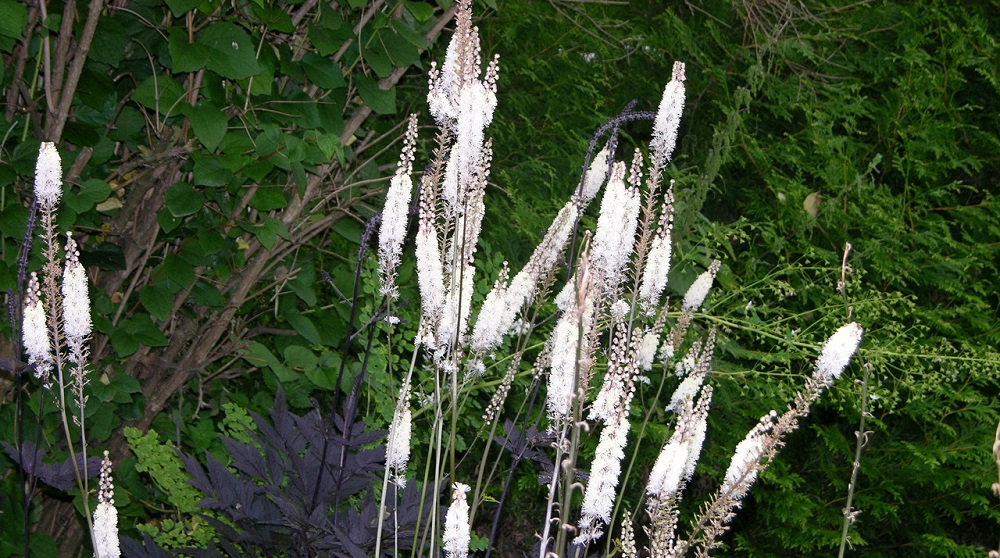 Клопогон кистистый