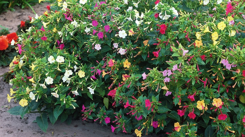 Цветущий мирабилис