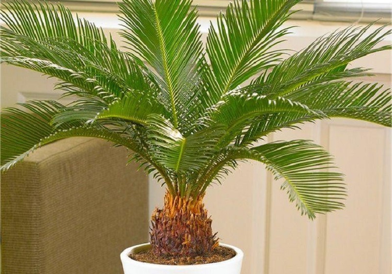 Цикас поникающий