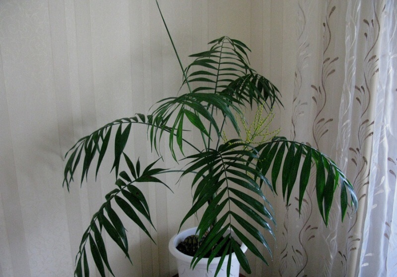 Хамедорея одноцветная