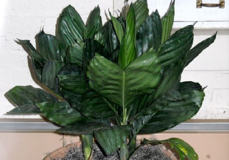 Хмедорея Эрнеста-Августа