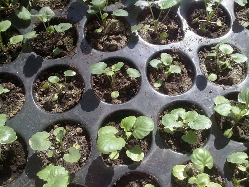 Рассада мыльнянки