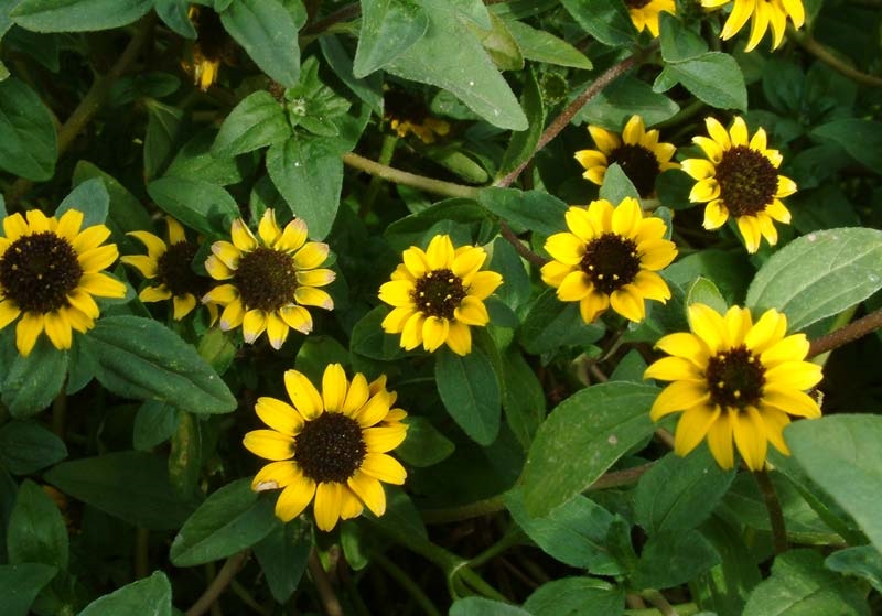 Санвиталия