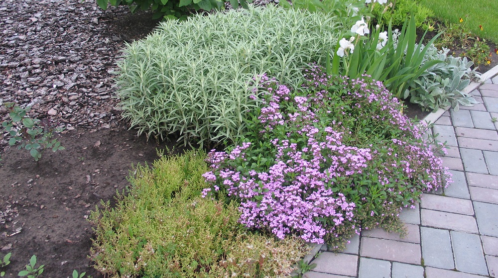 Мыльнянка в саду