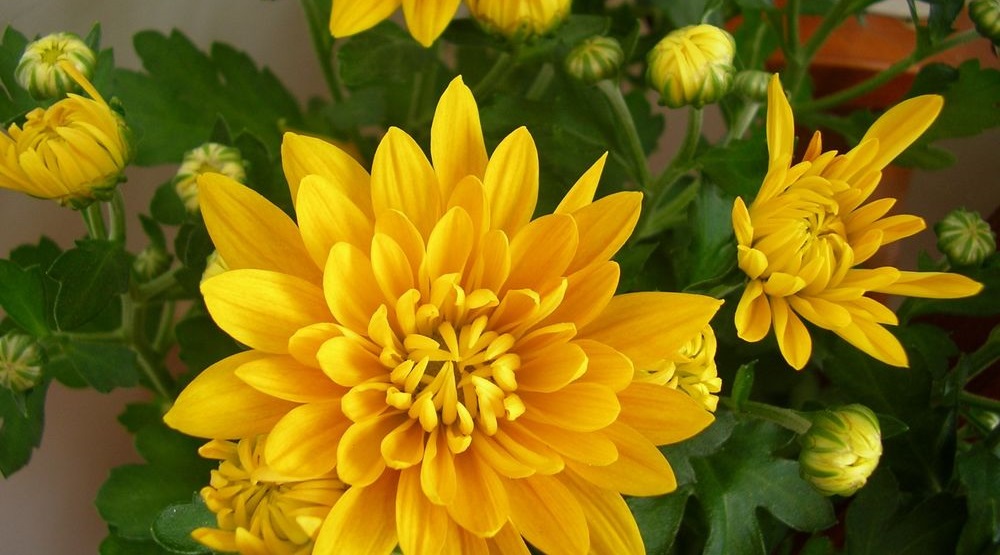 Хризантемы