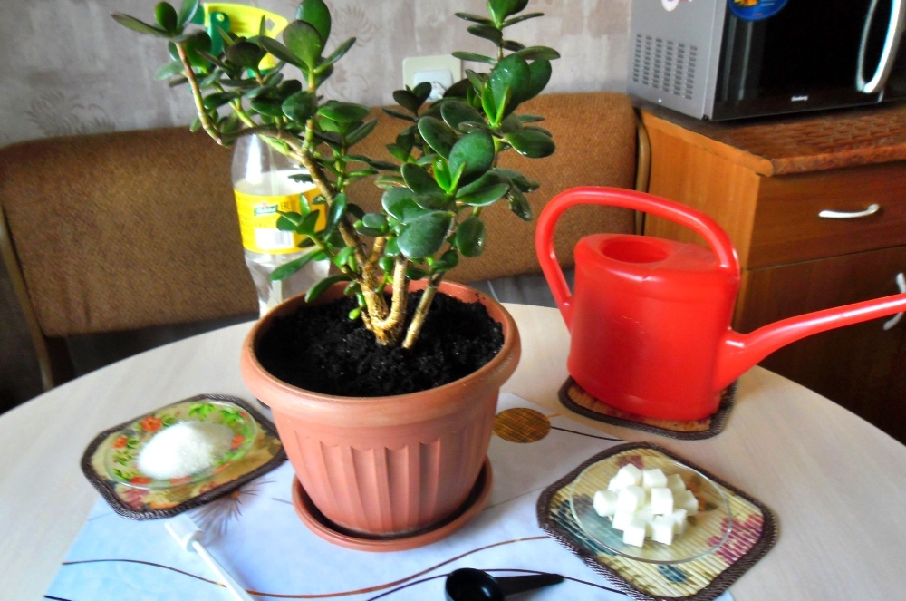 Денежное дерево