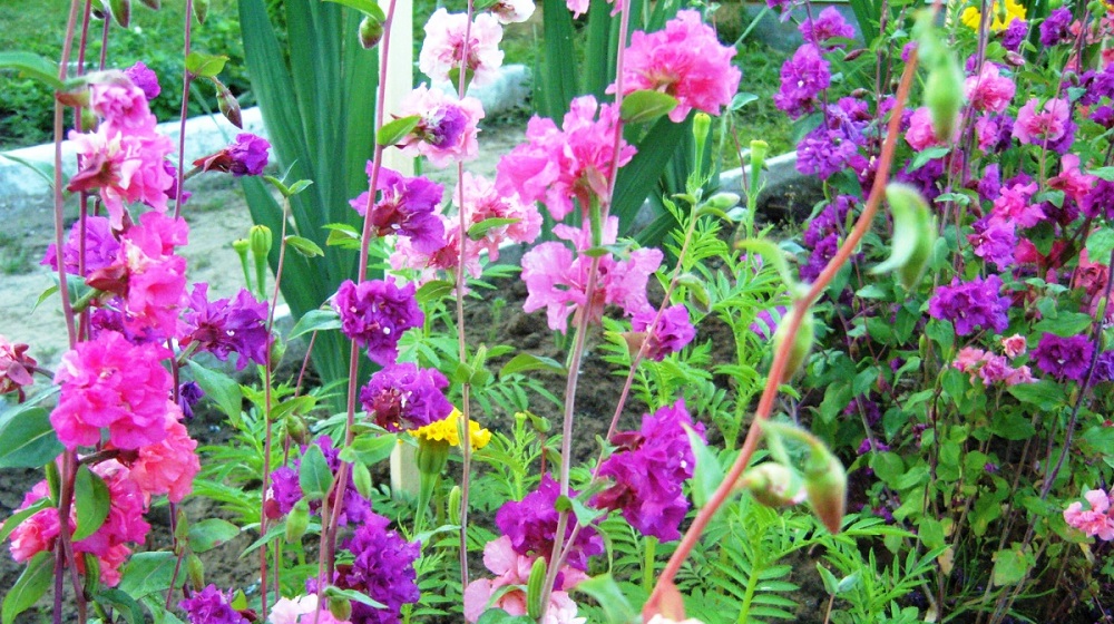 Кларкия изящная