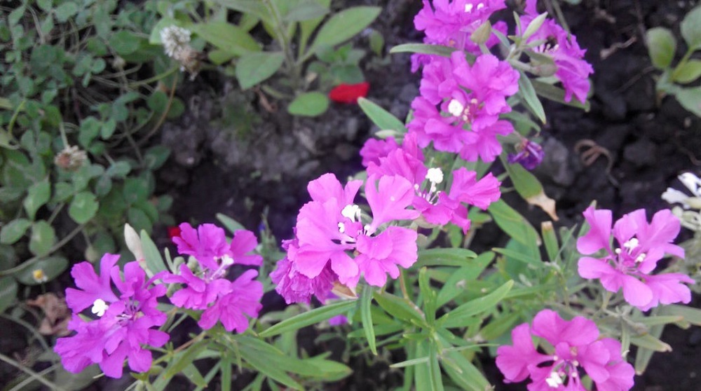 Кларкия хорошенькая