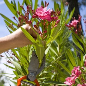 Рододендрон