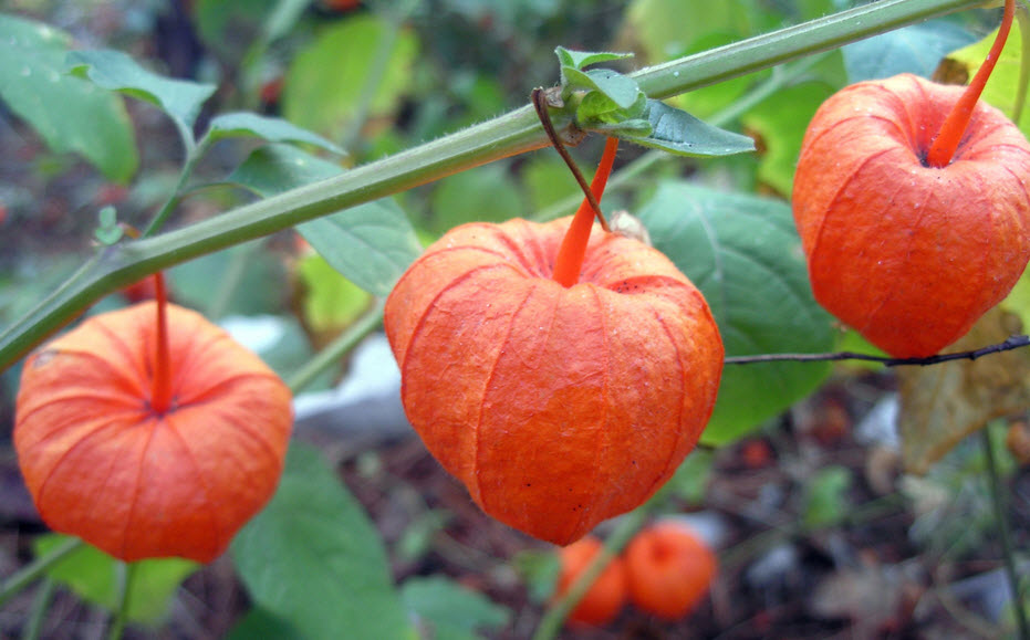 Коробочки физалиса