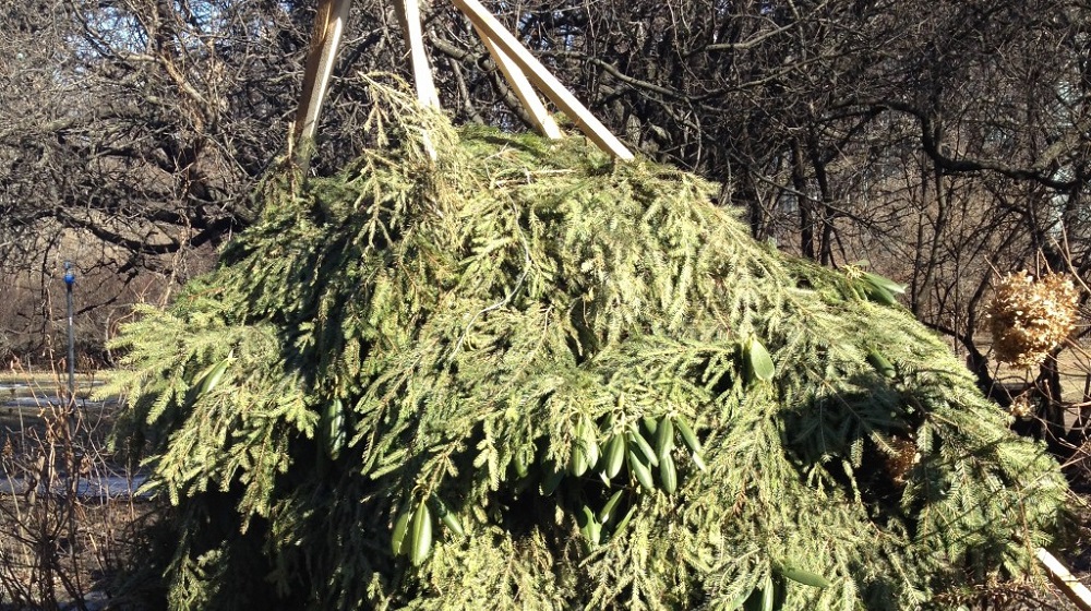 Рододендрон