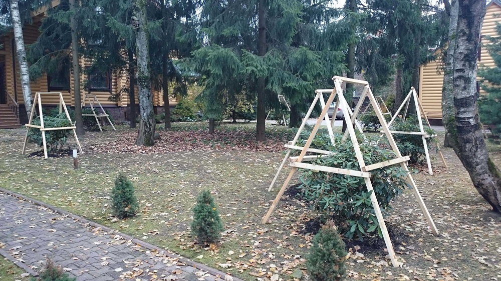 Рододендрон