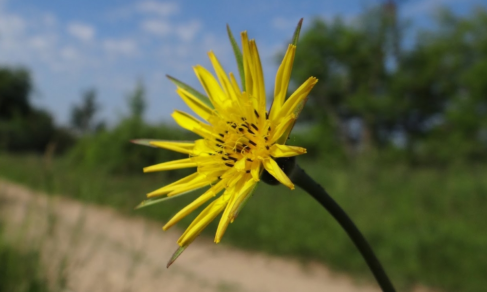 Козлобородник