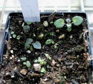 Рассада тиареллы