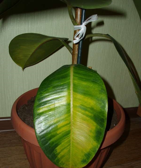 Пожелтение листа у фикуса