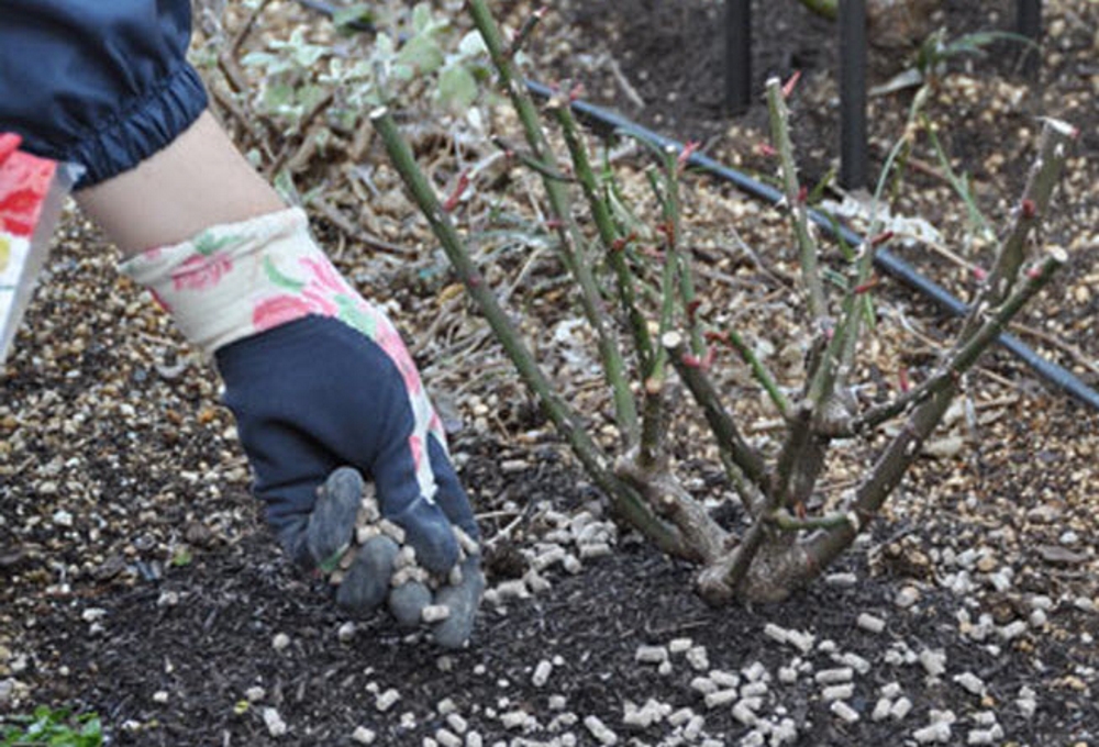 Подкормка роз