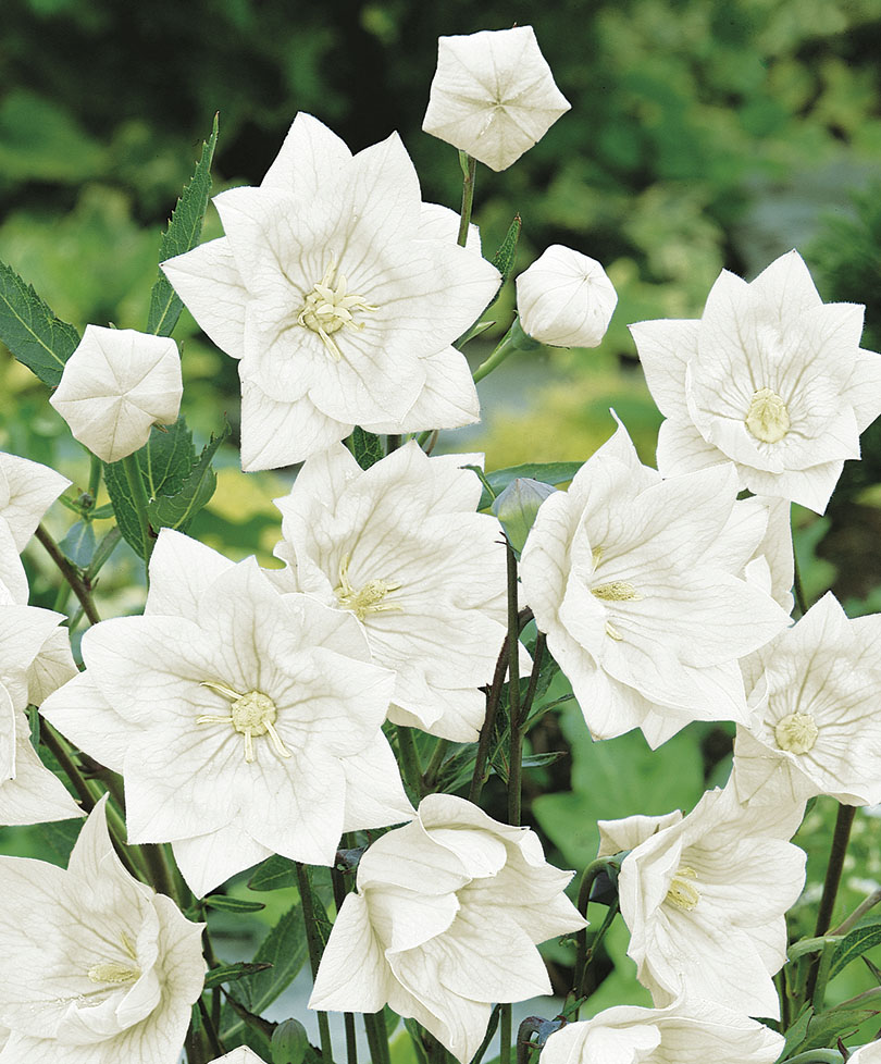 Платикодон