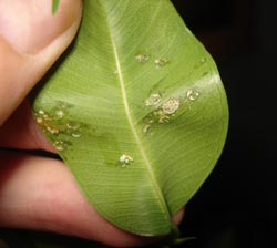 Щитовка на фикусе