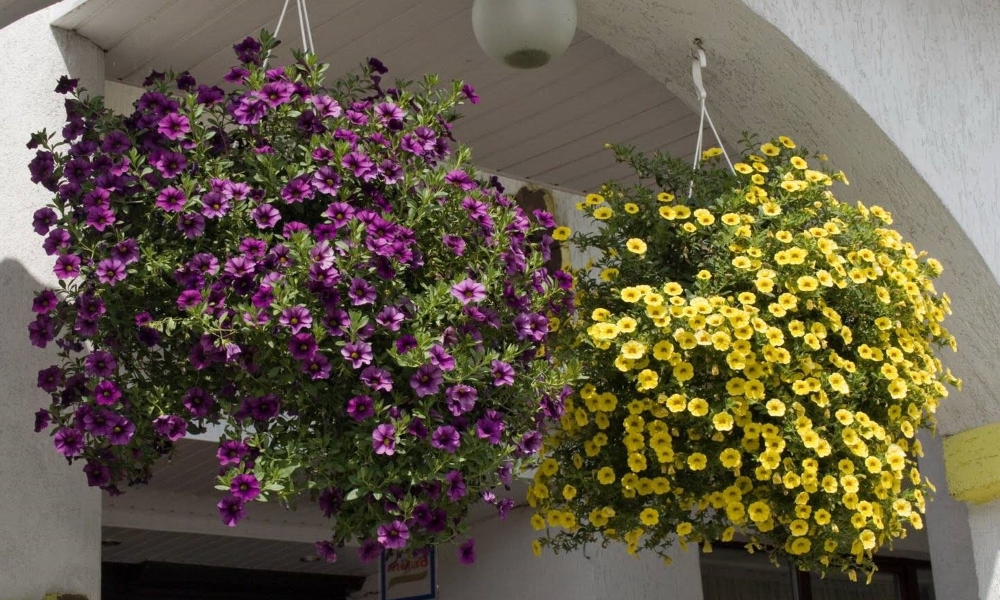 Калибрахоа