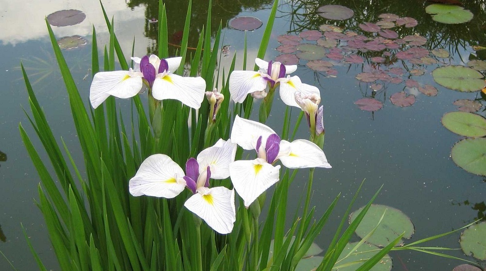 Белокрыльник